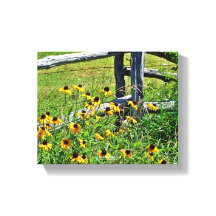 Summer Blue Ridge Parkway USA Wildblume Foto