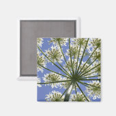 Summer Blume Cow Parsley Magnet (Vorderseite/Rückseite)