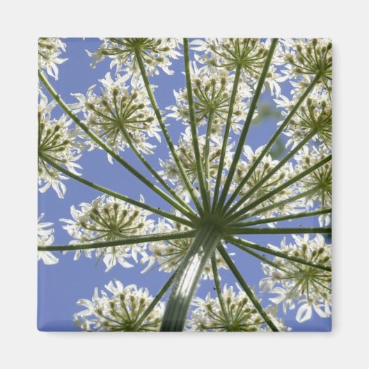 Summer Blume Cow Parsley Magnet (Vorne)