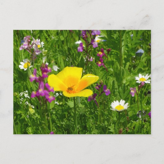 Summer Blume DIY Postcard Postkarte (Vorderseite)