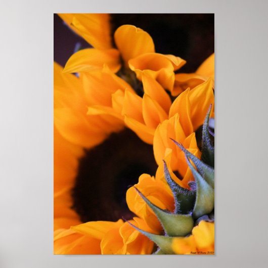 Summer Bright Sonnenblume Poster (Vorne)