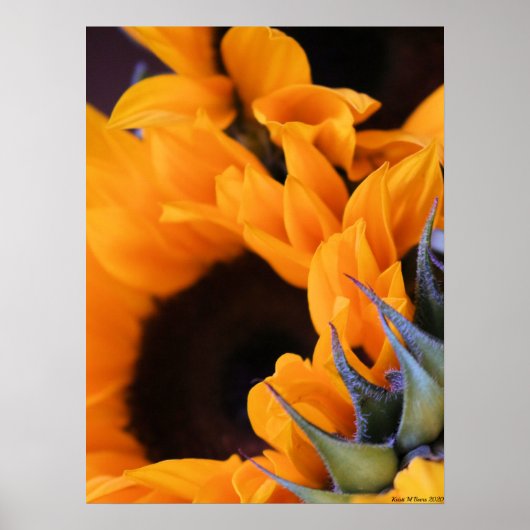 Summer Bright Sonnenblume Poster (Vorne)