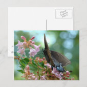 Summer Butterfly Blues Postkarte (Vorne/Hinten)