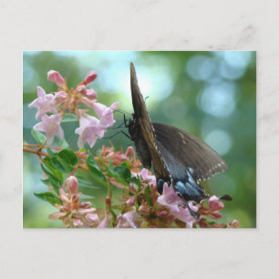 Summer Butterfly Blues Postkarte