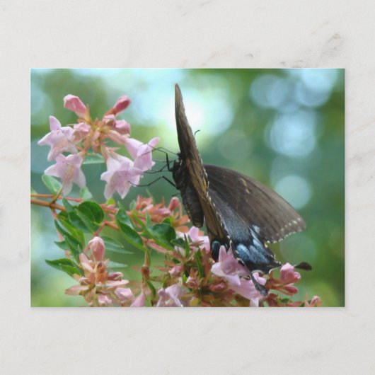 Summer Butterfly Blues Postkarte (Vorderseite)