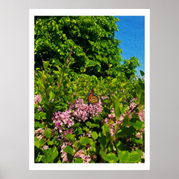 Summer Butterfly Print Poster