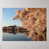 Summer Cherry Blossoms Foto Naturewall Poster (Vorne)
