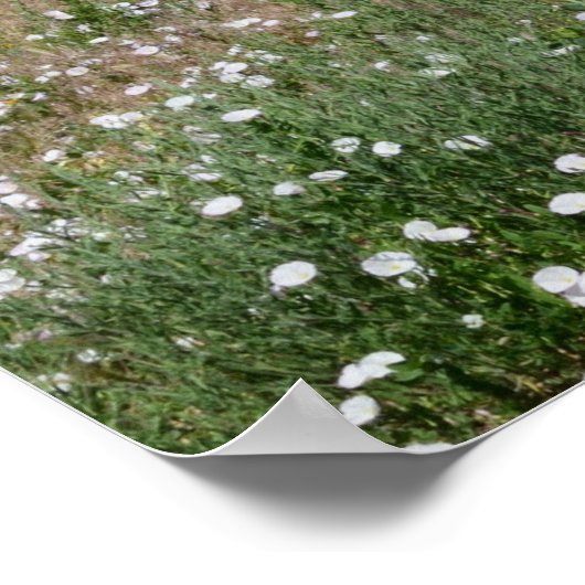 Summer Colorado Landschaft Poster (Ecke)