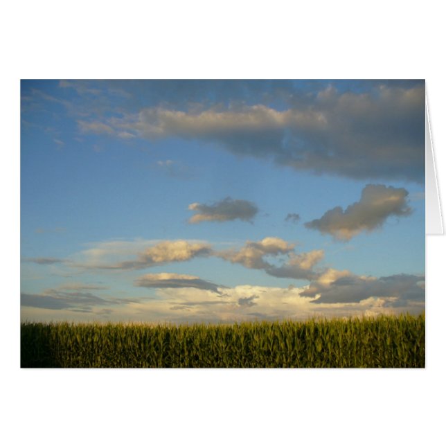 Summer Cornfield (Vorderseite (Horizontal))