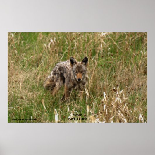 Summer Coyote - Foto-Poster für eine lange Graslan Poster (Vorne)