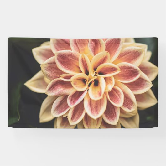 Summer Dahlia Blume (Floral Art) Banner (Horizontal)