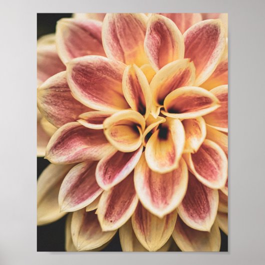 Summer Dahlia Blume (Floral Art) Poster (Vorne)