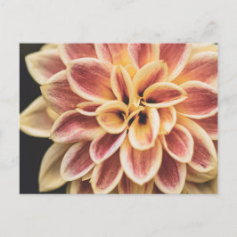 Summer Dahlia Blume (Floral Art) Postkarte