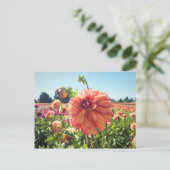 Summer Dahlia Postkarte (Stehend Vorderseite)