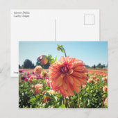 Summer Dahlia Postkarte (Vorne/Hinten)