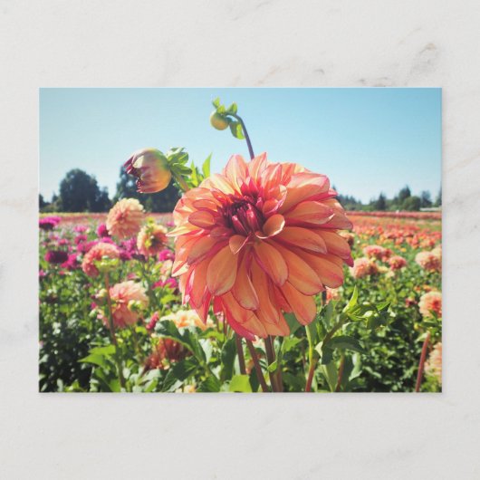 Summer Dahlia Postkarte (Vorderseite)