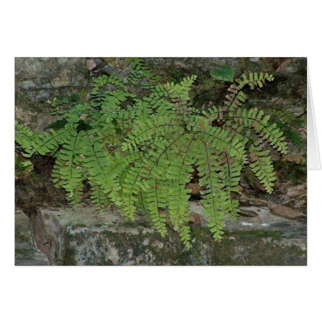 Summer Fern (Vorderseite (Horizontal))