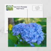 Summer Floral Garden Postcard Blue Hydrangea Postkarte (Vorne/Hinten)