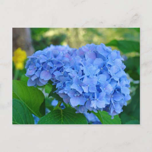 Summer Floral Garden Postcard Blue Hydrangea Postkarte (Vorderseite)