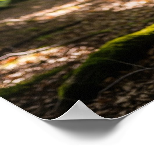 Summer Forest Dear Poster (Ecke)