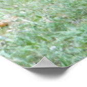 Summer Frogs Poster (Ecke)