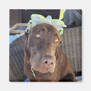 Summer Fun Labrador Puppy Magnet
