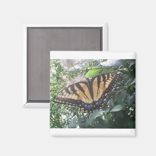 Summer Fun Monarch Magnet (Vorderseite/Rückseite)