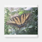 Summer Fun Monarch Magnet (Vorne)