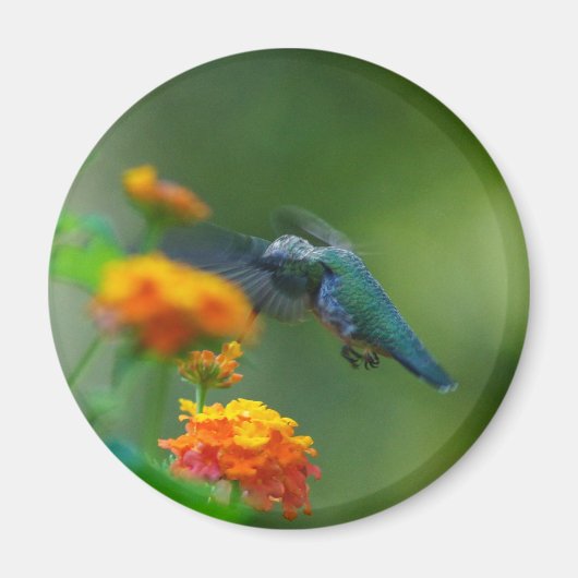 Summer Humm II Magnet (Vorne)