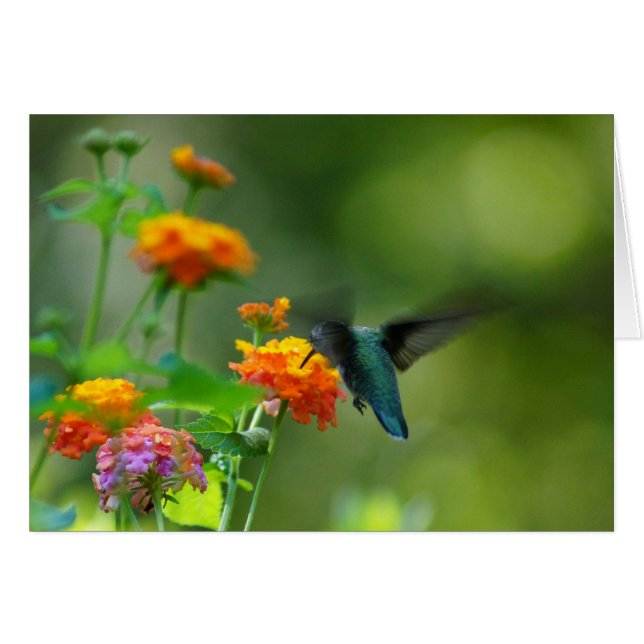 Summer Hummer Faith (Vorderseite (Horizontal))