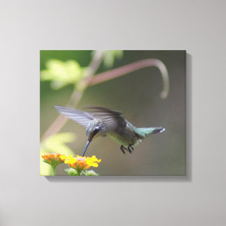 Summer Hummer Leinwanddruck