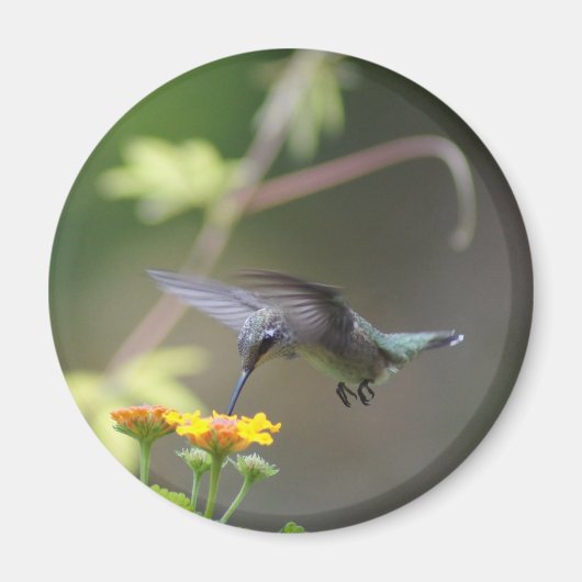Summer Hummer Magnet (Vorne)