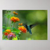 Summer Hummer Poster (Vorne)