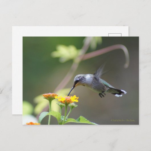 Summer Hummer Postkarte (Vorne/Hinten)