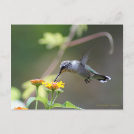 Summer Hummer Postkarte