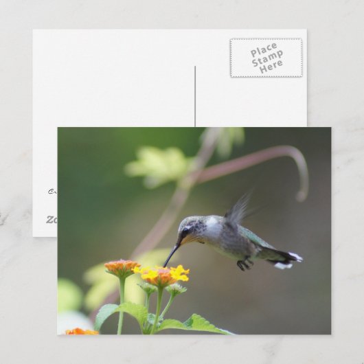 Summer Hummer Postkarte (Vorne/Hinten)