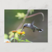Summer Hummer Postkarte (Vorderseite)