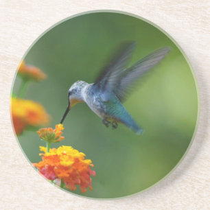 Summer Hummer Untersetzer