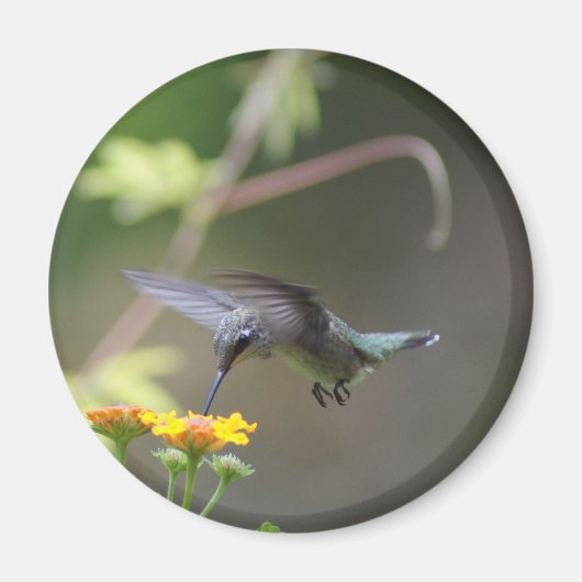 Summer Humming Magnet (Vorne)
