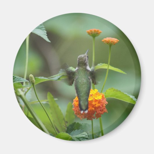 Summer Humming Magnet (Vorne)