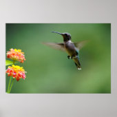 Summer Humming Poster (Vorne)