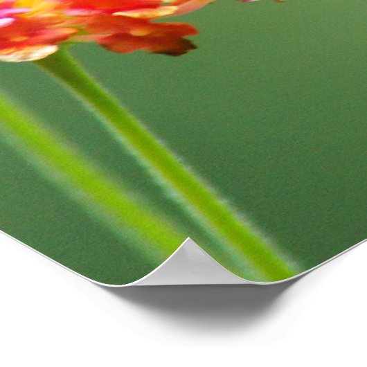 Summer Humming Poster (Ecke)