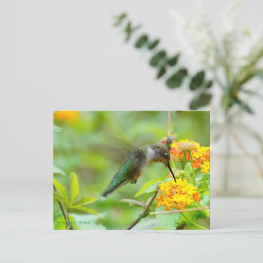 Summer Hummingbird Postkarte (Stehend Vorderseite)