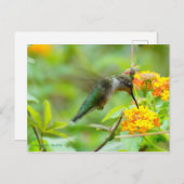 Summer Hummingbird Postkarte (Vorne/Hinten)