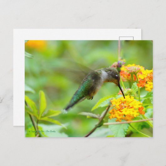 Summer Hummingbird Postkarte (Vorne/Hinten)