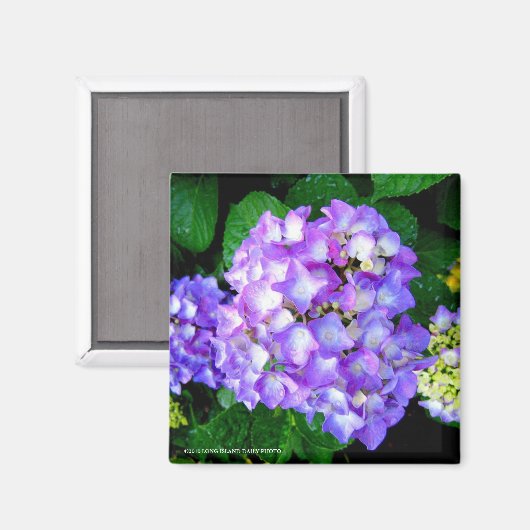 Summer Hydrangea Magnet (Vorderseite/Rückseite)