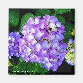 Summer Hydrangea Magnet (Vorne)