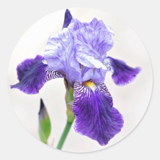 Summer Iris Umschlag Aufkleber (Vorderseite)