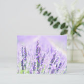 Summer Lavender Postkarte (Stehend Vorderseite)