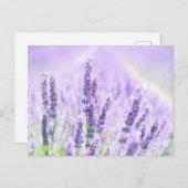 Summer Lavender Postkarte (Vorne/Hinten)